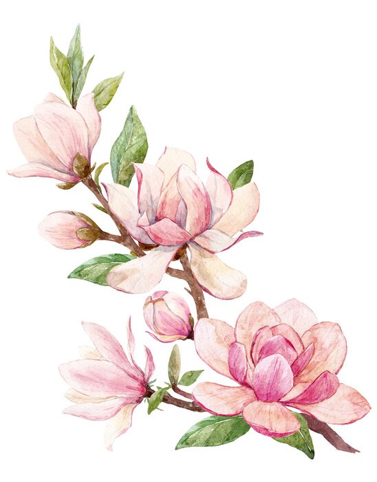 Poster Magnolienbaum schattiert mit rosa Aquarellfarbe
