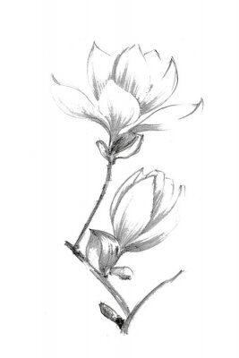 Poster Magnolienblüten mit Bleistift schattiert