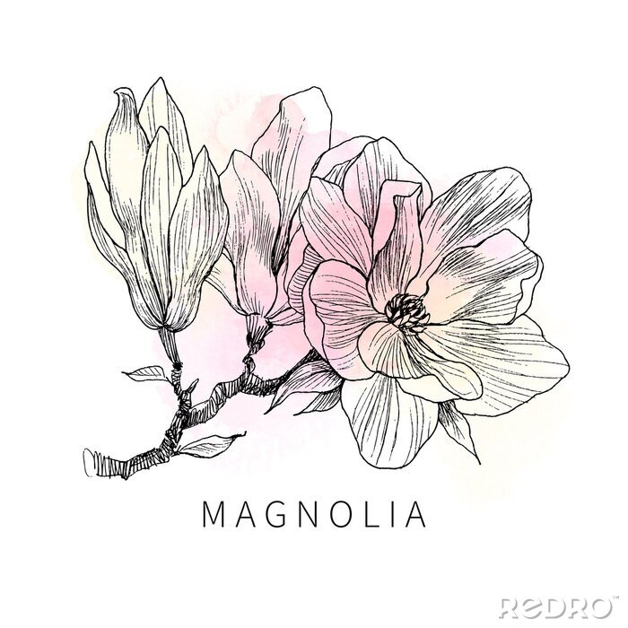 Poster Magnolienzweig gefüllt mit Pastellfarben