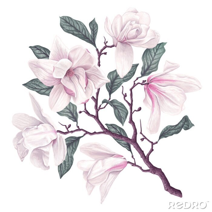 Poster Magnolienzweig mit rosafarbenen Blütenblättern