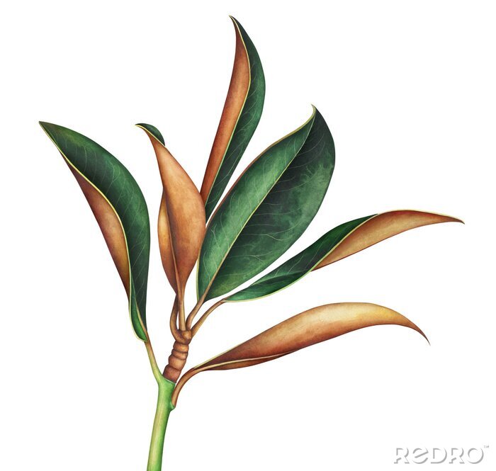 Poster Magnolienzweig ohne Blütenknospe