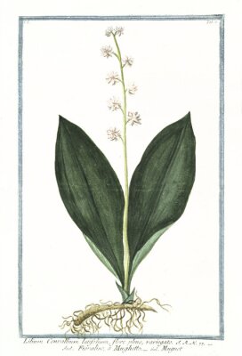 Maiglöckchen weiß botanische Illustration gerahmt