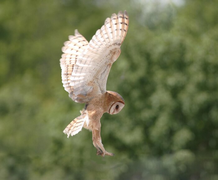 Poster Majestätische Eule auf dem Hintergrund eines Waldes