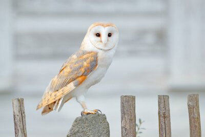 majestätische Eule auf einem Stein