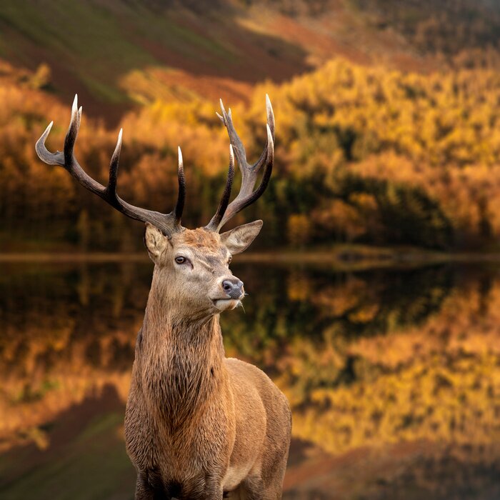 Poster Majestätische Landschaft mit Hirsch