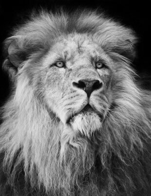 Poster Majestätischer Löwe auf schwarzem Hintergrund