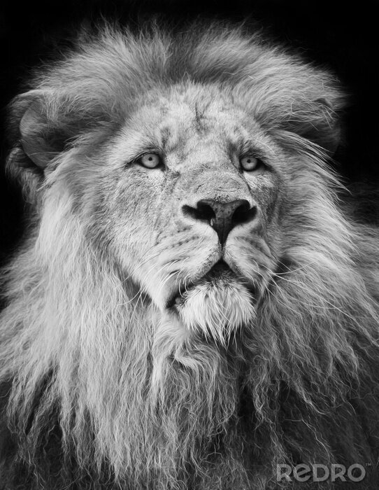 Poster Majestätischer Löwe auf schwarzem Hintergrund