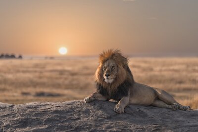 Poster Majestätischer Löwe bei Sonnenuntergang