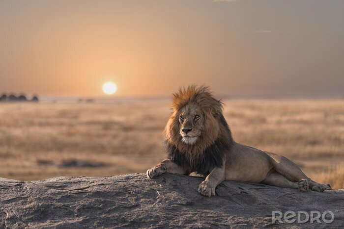 Poster Majestätischer Löwe bei Sonnenuntergang