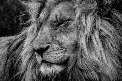 Majestätischer Löwe beim Einschlafen