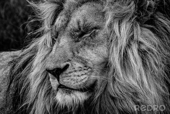 Poster Majestätischer Löwe beim Einschlafen