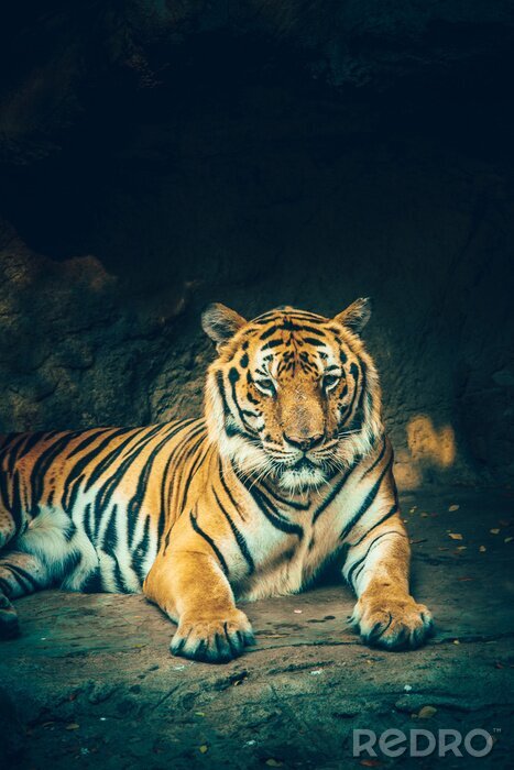 Poster Majestätischer tiger mit felsen im hintergrund
