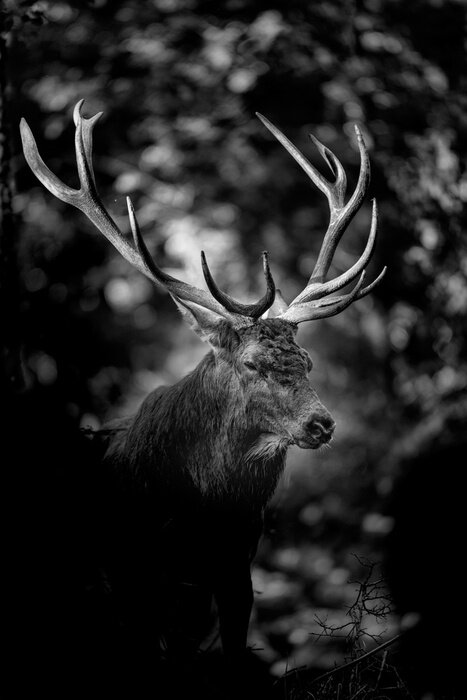 Poster Majestätisches Porträt eines Wildtieres im Wald