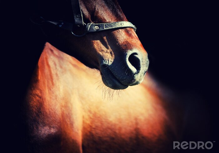 Poster Majestätisches Tier im Schatten
