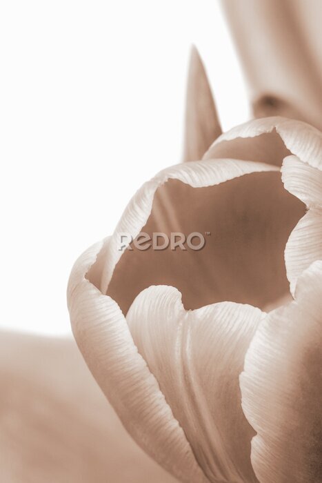 Poster Makro einer blühenden Tulpe