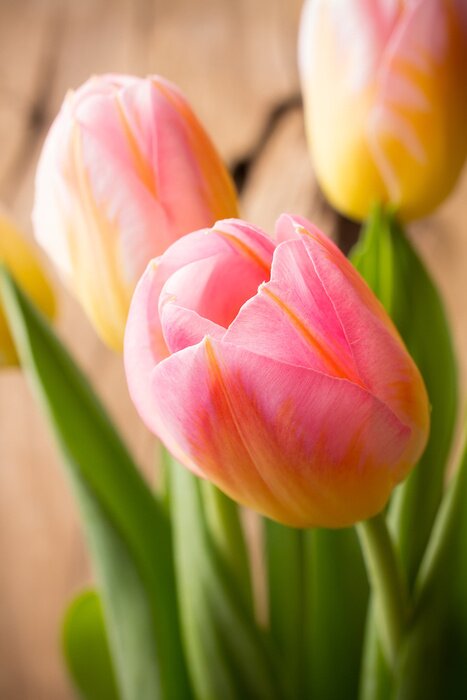 Poster Makro-Fotografie von Tulpen