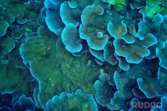 Poster Makro Korallenriff