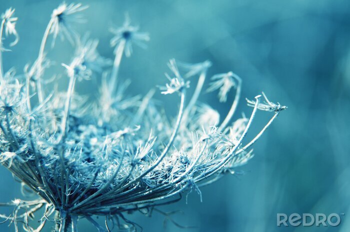 Poster Makrofotografie mit einer Blume