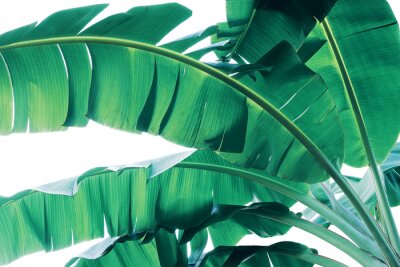 Makrofotografie von grünen Bananenpalmenblättern