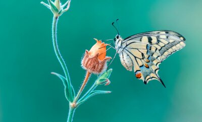 Makrofotos eines schönen Schmetterlings, der auf einer Blume sitzt