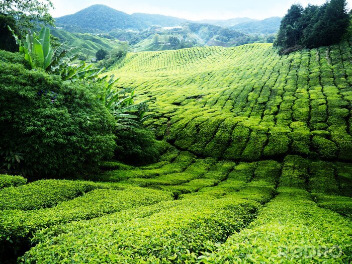 Poster Malaysische Teefelder