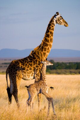 Mama und Baby Giraffe vor dem Hintergrund einer Landschaft