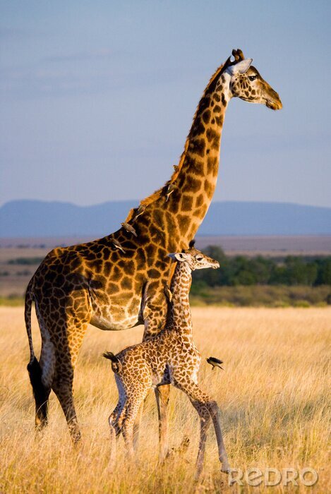 Poster Mama und Baby Giraffe vor dem Hintergrund einer Landschaft