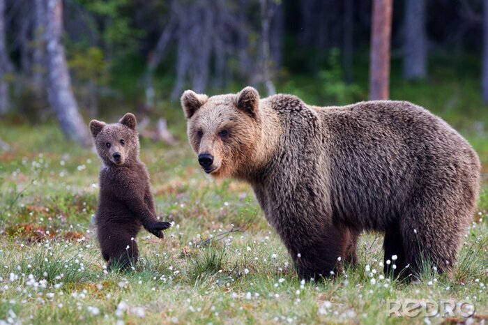 Poster Mama und der kleine Bär