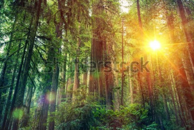 Poster Mammutbaum im kalifornischen Wald