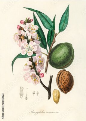 Poster Mandelzweig und Prozess