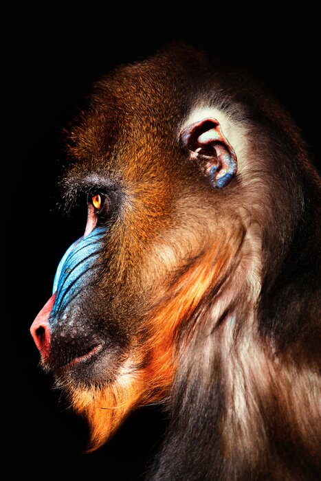 Poster Mandrill auf schwarzem Hintergrund