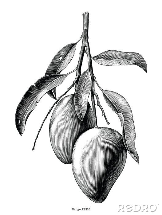 Poster Mangos auf einem Zweig Zeichnung schwarz-weiß