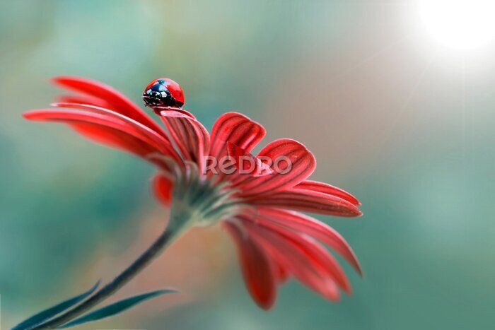 Poster Marienkäfer auf einer roten Blume