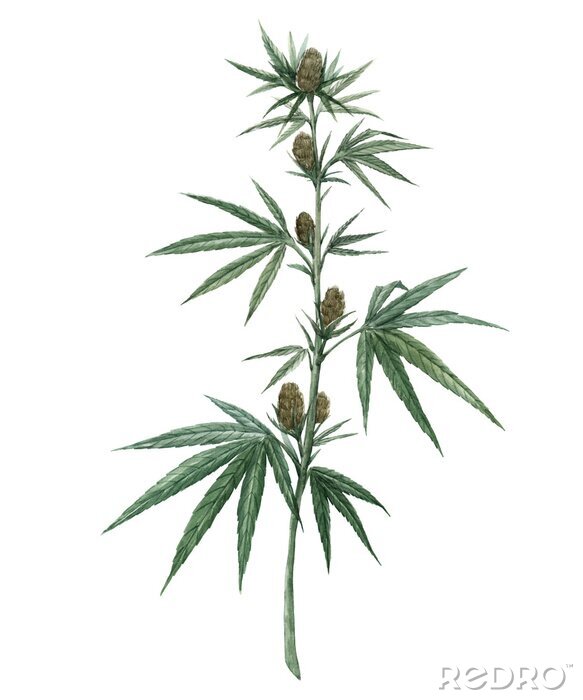 Poster Marihuana-Blätter auf einem dünnen Zweig