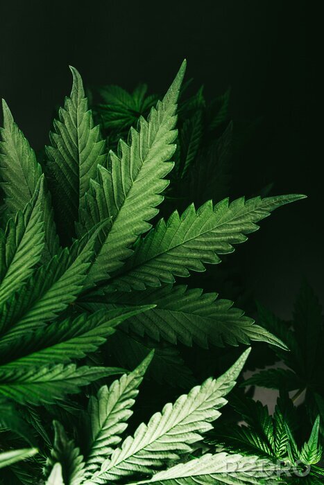 Poster Marihuana-Blätter vom Licht beleuchtet