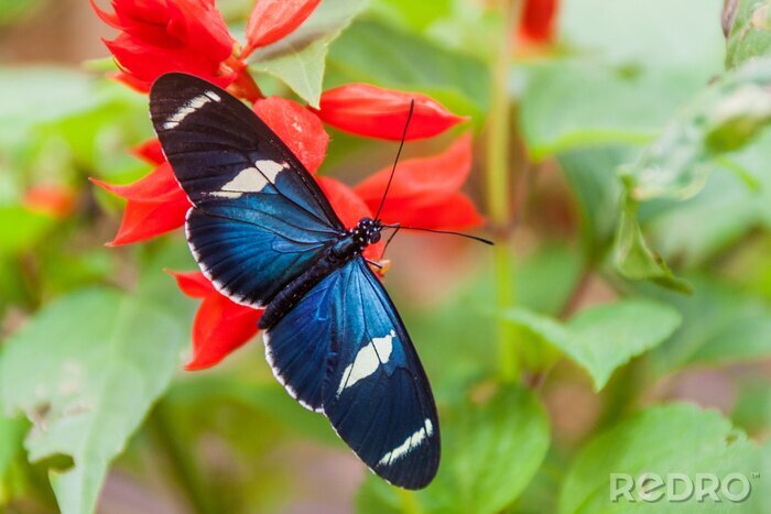 Poster Marineblauer Schmetterling auf einer roten Blume