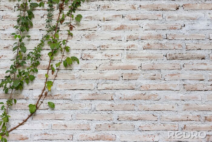 Poster Mauer mit einer Rebe bewachsen