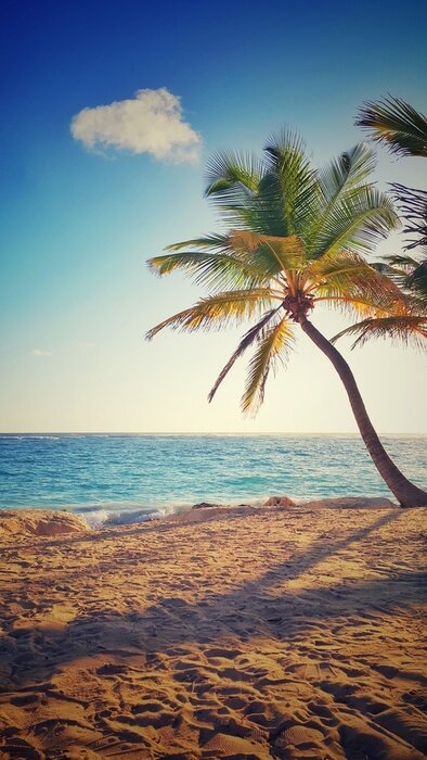 Poster Meer Strand und Palme