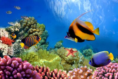 Meeresleben auf Korallenriff