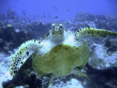 Poster Meerestier Schildkröte