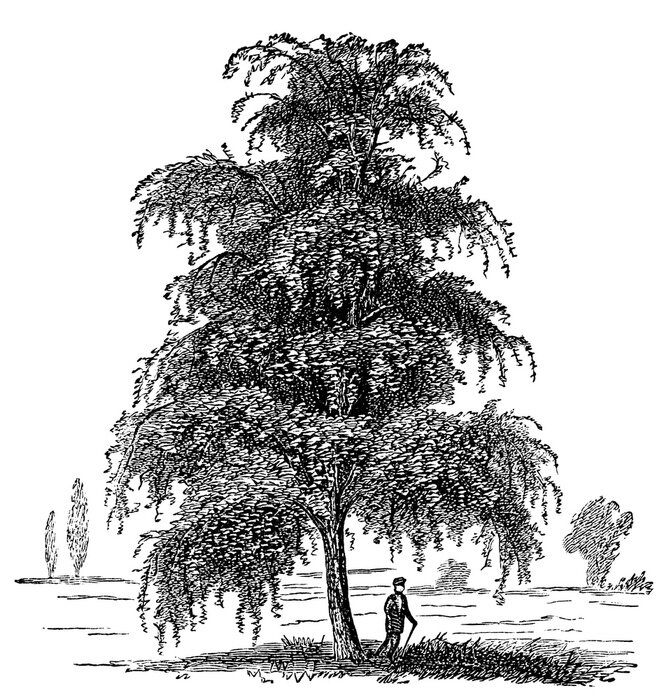 Poster Mensch unter der ausgebreiteten Birke Retro-Illustration