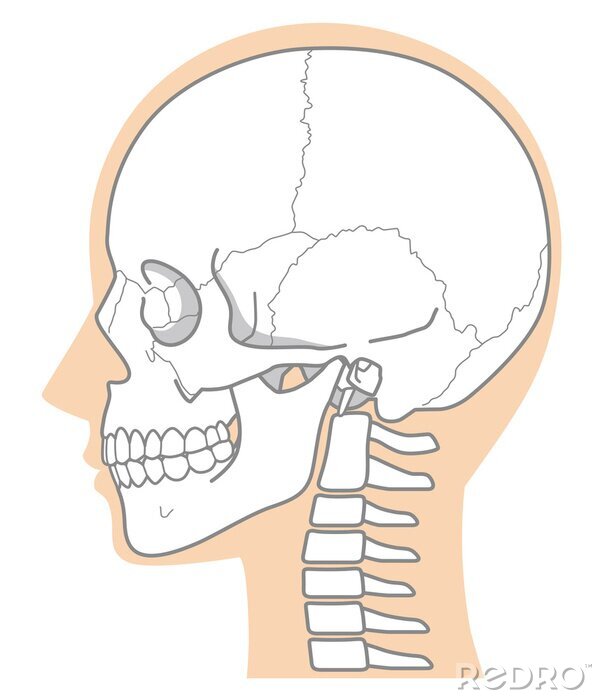 Poster Menschliches Kopfskelett