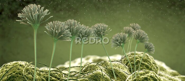 Poster Mikroskopische Aufnahme im 3D-Konzept