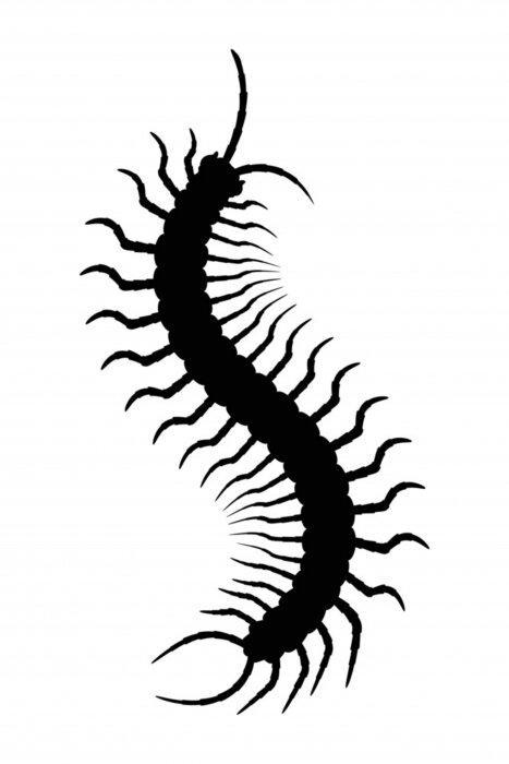 Poster Minimalistische Grafik mit einem Tausendfüßler