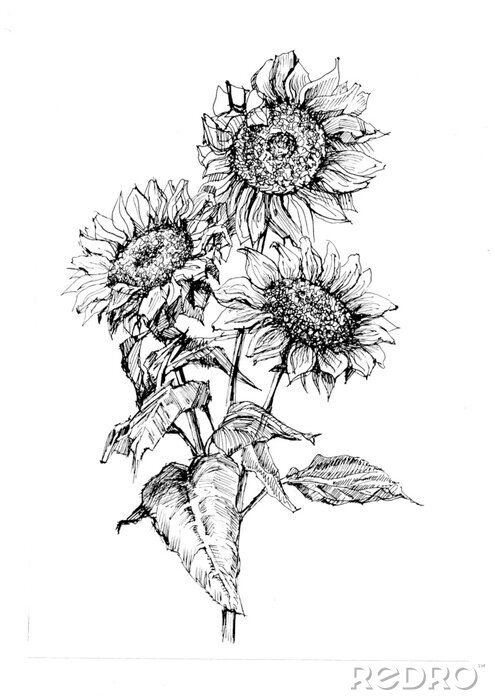 Poster Minimalistische Sonnenblumen mit schwarzem Strich gemalt