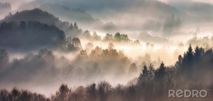Poster Mist in forest with sunbeam rays, Woods landscape
