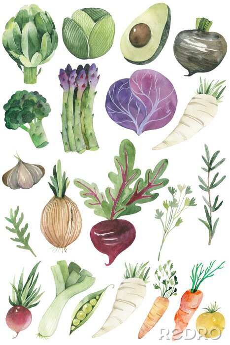 Poster Mit Aquarellfarben gemaltes Gemüse