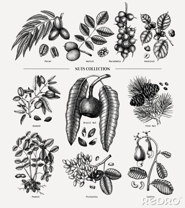 Poster Mit Bleistift skizzierte Pflanzen