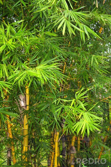 Poster Mit dichten Blättern bewachsener Bambus