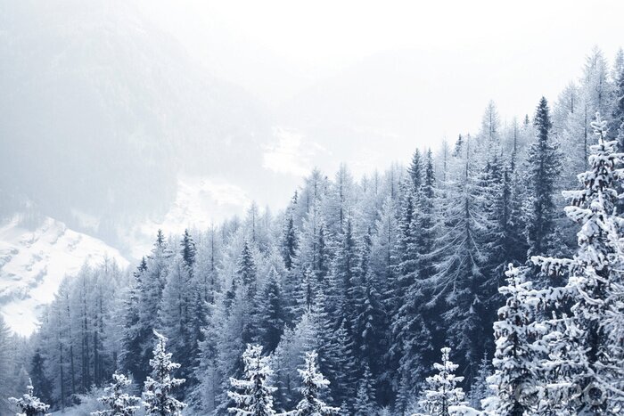 Poster Mit Schnee bedeckter Wald